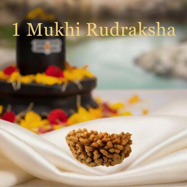 1 Mukhi Rudraksha - benefits and how to wear - Tushar Gems