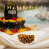 1 Mukhi Rudraksha - benefits and how to wear - Tushar Gems