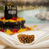1 Mukhi Rudraksha – The Crown Jewel of All Rudrakshas