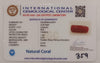 Natural Red Coral | Certified |Capsule Cut Gemstone Summary No. IGCDKBAJ44971 image 2