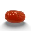 NaturalRed Coral | Certified| Oval CutGemstone Summary No. IGCDKBAJ44731 image 0