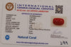 NaturalRed Coral | Certified| Capsule CutGemstone Summary No. IGCDKBAJ44911 image 2