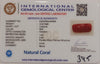 NaturalRed Coral | Certified| Capsule CutGemstone Summary No. IGCDKBAJ44956 image 2