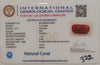 NaturalRed Coral | Certified| Capsule CutGemstone Summary No. IGCDKBAJ44927 image 2