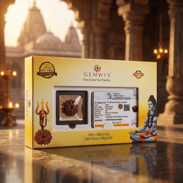 3 Mukhi Natural Rudraksha Premium – Certified Original Bead