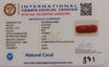 Natural Red Coral | Certified |Capsule Cut Gemstone Summary No. IGCDKBAJ44982 image 2
