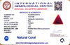 Natural Italian Red Coral | Certified Triangular Cabochon Moonga | Untreated Gemstone IGCDKBAJ42413 image 1