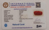 Natural Red Coral | Certified |Capsule Cut Gemstone Summary No. IGCDKBAJ44989 image 2