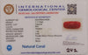 Natural Red Coral | Certified |Capsule Cut Gemstone Summary No. IGCDKBAJ44928 image 2