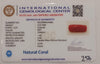 Natural Red Coral | Certified |Capsule Cut Gemstone Summary No. IGCDKBAJ44983 image 2