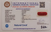 Natural Red Coral | Certified |Capsule Cut Gemstone Summary No. IGCDKBAJ44974 image 2