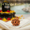 14 Mukhi Rudraksha Original Certified For Unisex Nepal Origin