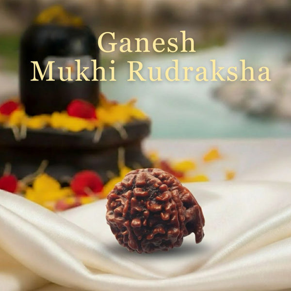Ganesh MukhiRudraksha Original Certified For Unisex Nepal Origin