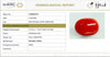 Natural Red Italian Coral |12H50| Oval Cabochon | Govt. Lab Certified | Report No. 12992D53470
