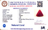 Natural Italian Red Coral | Certified Triangular Cabochon Moonga | Untreated Gemstone IGCDKBAJ42442 image 1