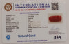 Natural Red Coral | Certified |Capsule Cut Gemstone Summary No. IGCDKBAJ44990 image 2