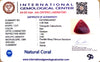 Natural Italian Red Coral | IGC Certified | Triangular Cabochon Summary No.IGCDKBAJ42407 image 1