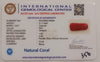 Natural Red Coral | Certified |Capsule Cut Gemstone Summary No. IGCDKBAJ44964 image 2