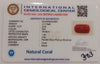 NaturalRed Coral | Certified| Oval CutGemstone Summary No. IGCDKBAJ44937 image 2
