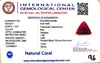 Natural Italian Red Coral | Certified Triangular Cabochon Moonga | Untreated Gemstone IGCDKBAJ42368 image 1