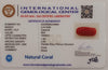 Natural Red Coral | Certified |Capsule Cut Gemstone Summary No. IGCDKBAJ44903 image 2