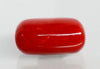 Natural Italian Red Coral (Moonga) cylindrical specimen, report no. 12992D53469