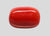 Natural Red Italian Coral 14H50 Cushion Cabochon - Report No. 13486D55323