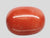 Natural Red Italian Coral 16H50 Oval Cabochon - Report No. 13487D55346