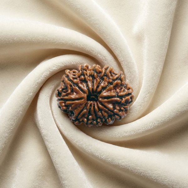 Ganesh MukhiRudraksha Original Certified For Unisex Nepal Origin