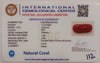 Natural Red Coral | Certified |Capsule Cut Gemstone Summary No. IGCDKBAJ44723 image 2