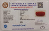 Natural Red Coral | Certified |Capsule Cut Gemstone Summary No. IGCDKBAJ46132 image 2