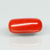 Natural Red Italian Coral |6H50| Cylindrical Specimen| Govt. Lab Certified | Report No. 12675D51970