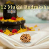 12 Mukhi Rudraksha Original Certified For Unisex Nepal Origin