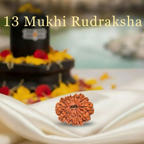 13 Mukhi Rudraksha Original Certified For Unisex Nepal Origin