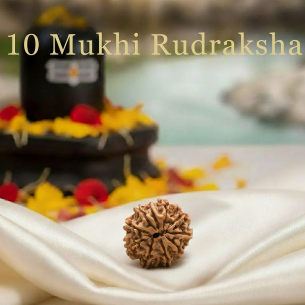 10 Mukhi Rudraksha Original Certified For Unisex Nepal Origin
