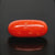 Natural Red Italian Coral |5H50| Oval Cabochon | Govt. Lab Certified | Report No. 12993D53475