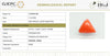 Natural Red Italian Coral | Triangular Cabochon | Govt. Lab Certified | Report No. 11737D47199