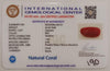 Natural Red Coral | Certified |Capsule Cut Gemstone Summary No. IGCDKBAJ46131 image 2