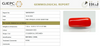 Natural Red Italian Coral |6H50| Cylindrical Specimen| Govt. Lab Certified | Report No. 12675D51971
