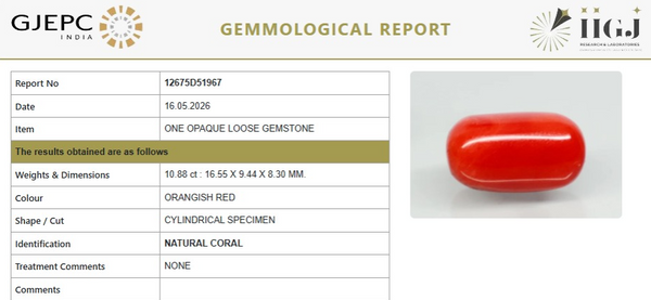 Natural Red Italian Coral |12H50| Cylindrical Specimen| Govt. Lab Certified | Report No. 12675D51967