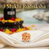 3 Mukhi Natural Rudraksha Premium – Certified Original Bead